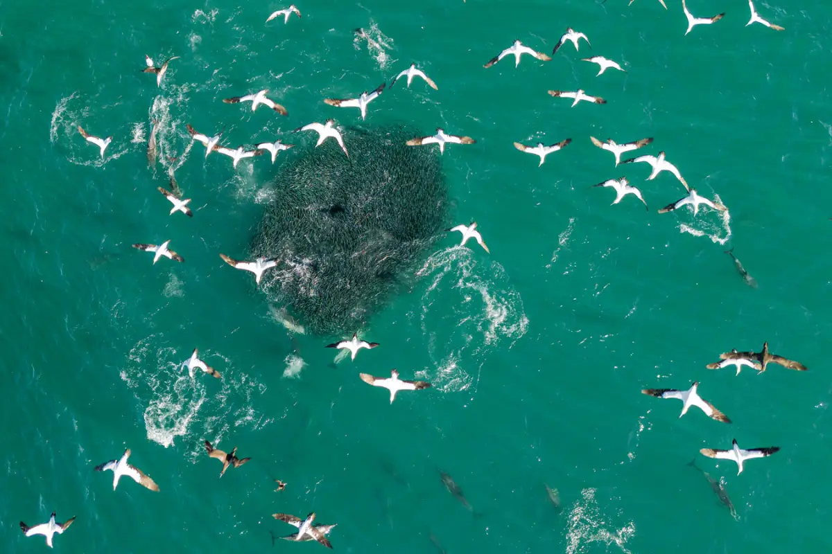 Aerial view of gannets and dolphins attacking a sardine bait ball in green Indian Ocean water off South Africa
