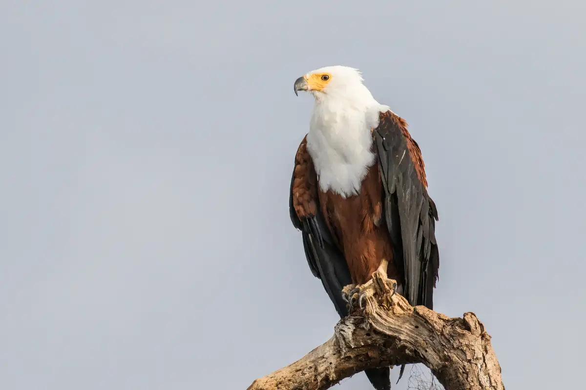 African fish eagle perched on bare branch showing white head and chestnut body on the Wild Coast