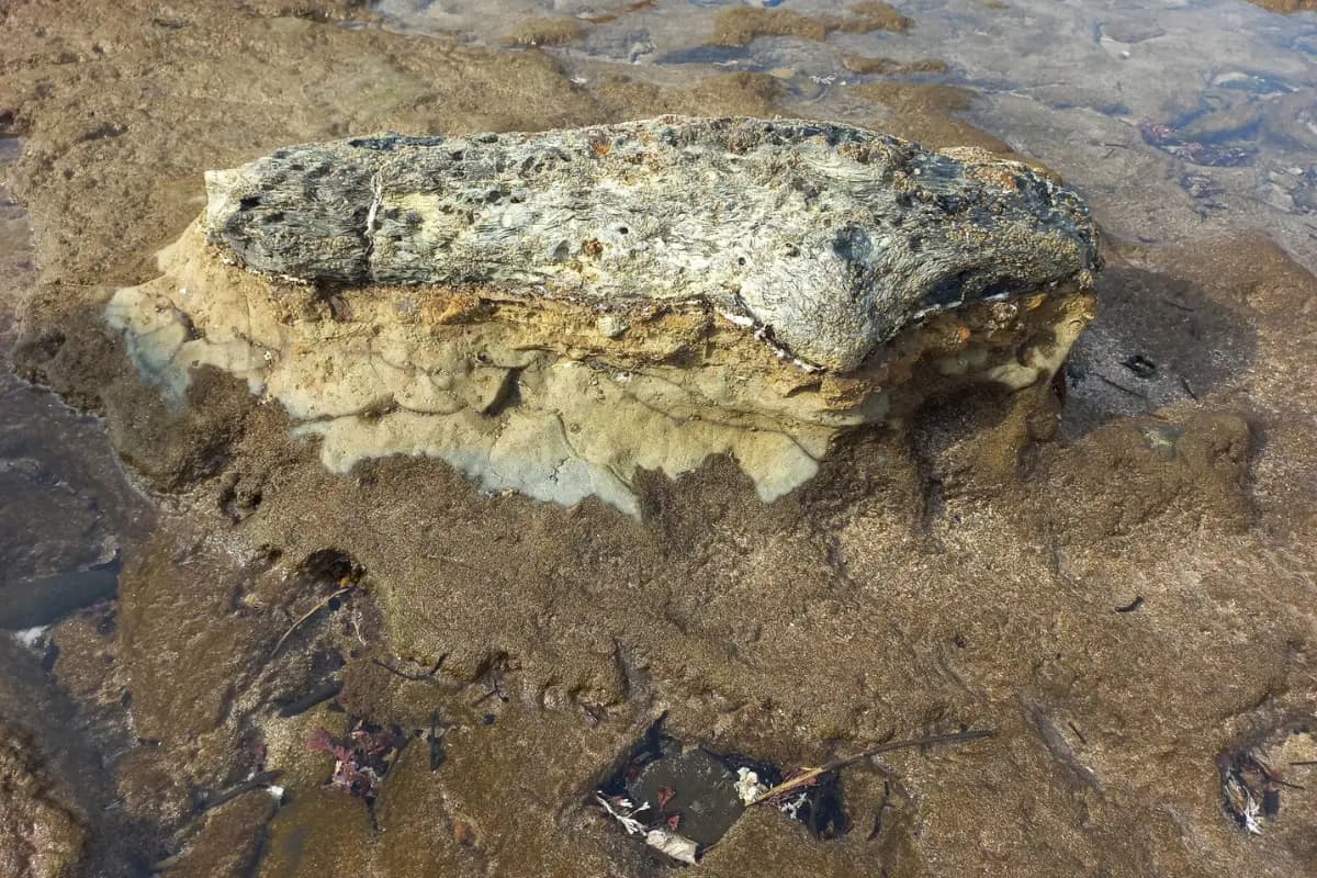 Ancient petrified log exposed at low tide at the Mzamba Fossil Beds on South Africa's Wild Coast
