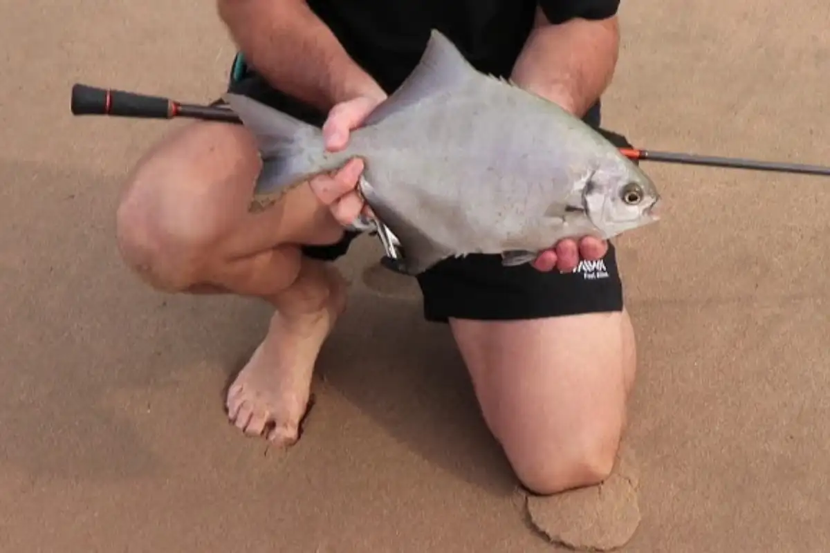 Angler kneeling on Wild Coast beach holding a freshly caught galjoen fish with rod in hand