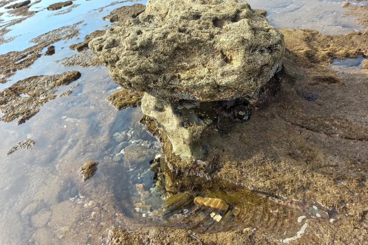 Barnacled fossil rock formation rising from shallow tidal water at the Mzamba Fossil Beds on South Africa's Wild Coast
