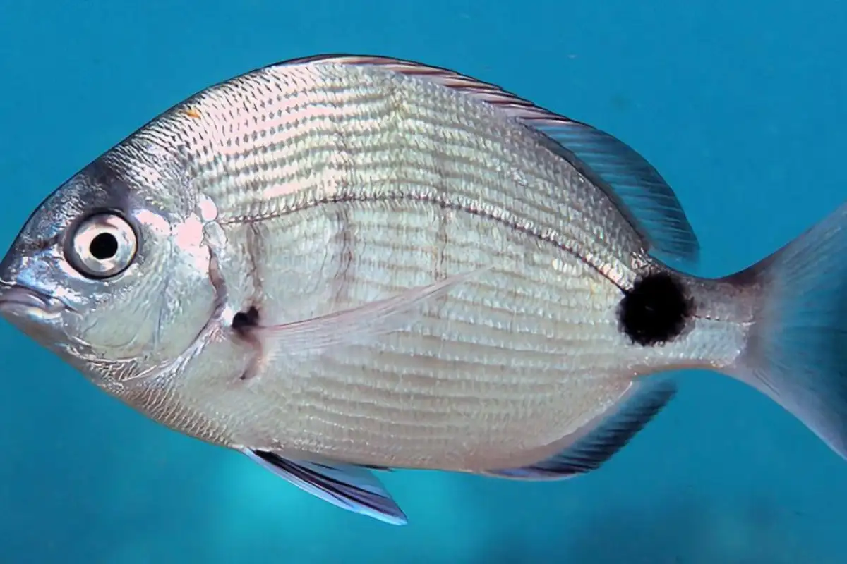 Blacktail fish with distinctive markings caught on the rocks at Mtentu River, Wild Coast Eastern Cape