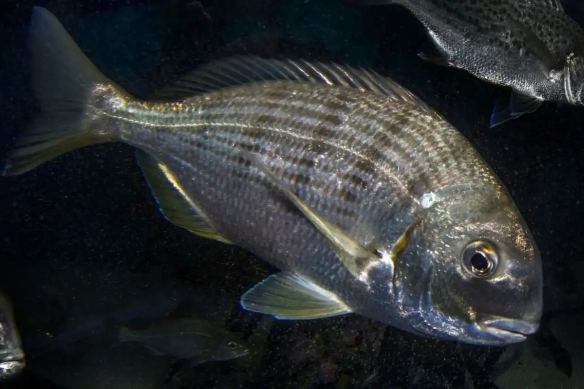 Bronze bream with silver striped scales caught while fishing at Mtentu River on the Wild Coast