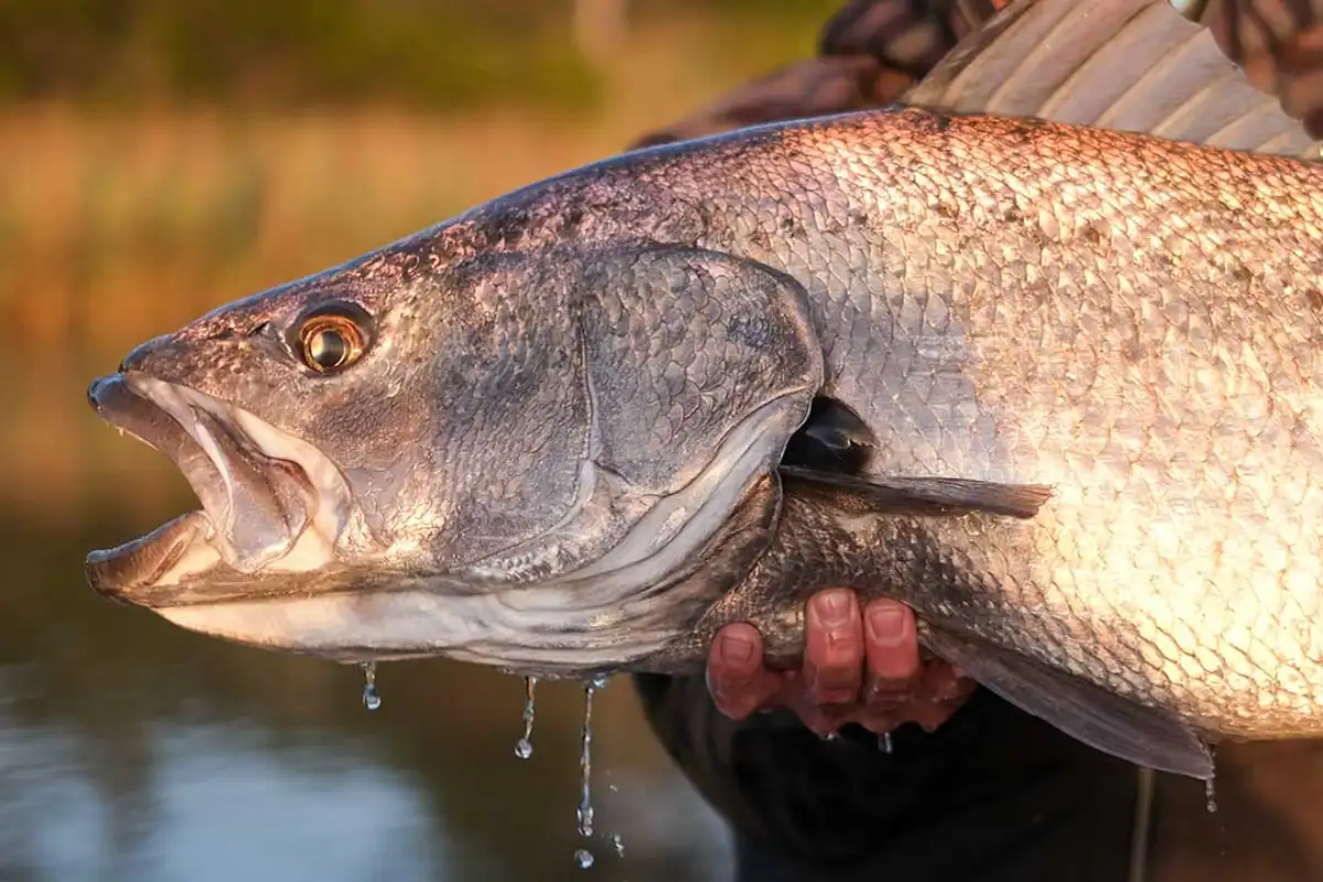 Close-up of a large kob held over water at Mtentu River, Eastern Cape Wild Coast