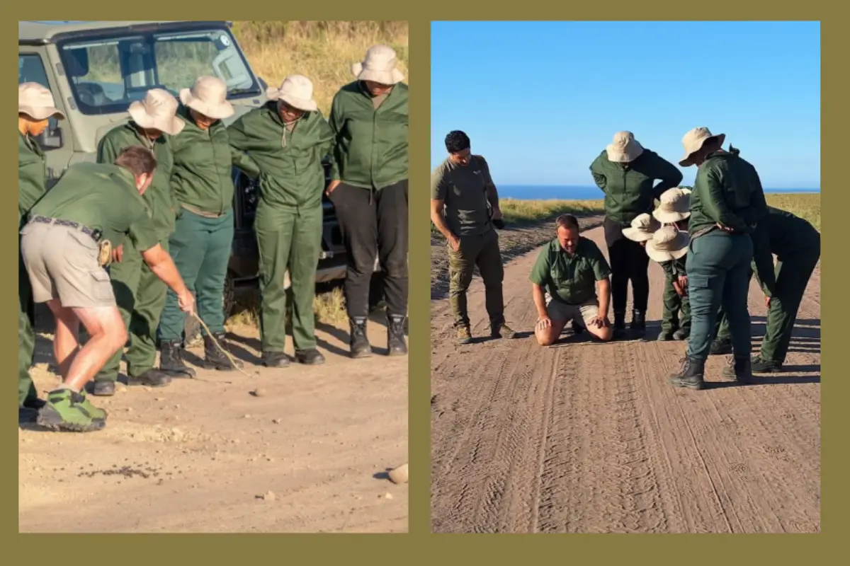 Conservation rangers handling a Cape griffon vulture on a dirt track at Mkambathi Nature Reserve Wild Coast