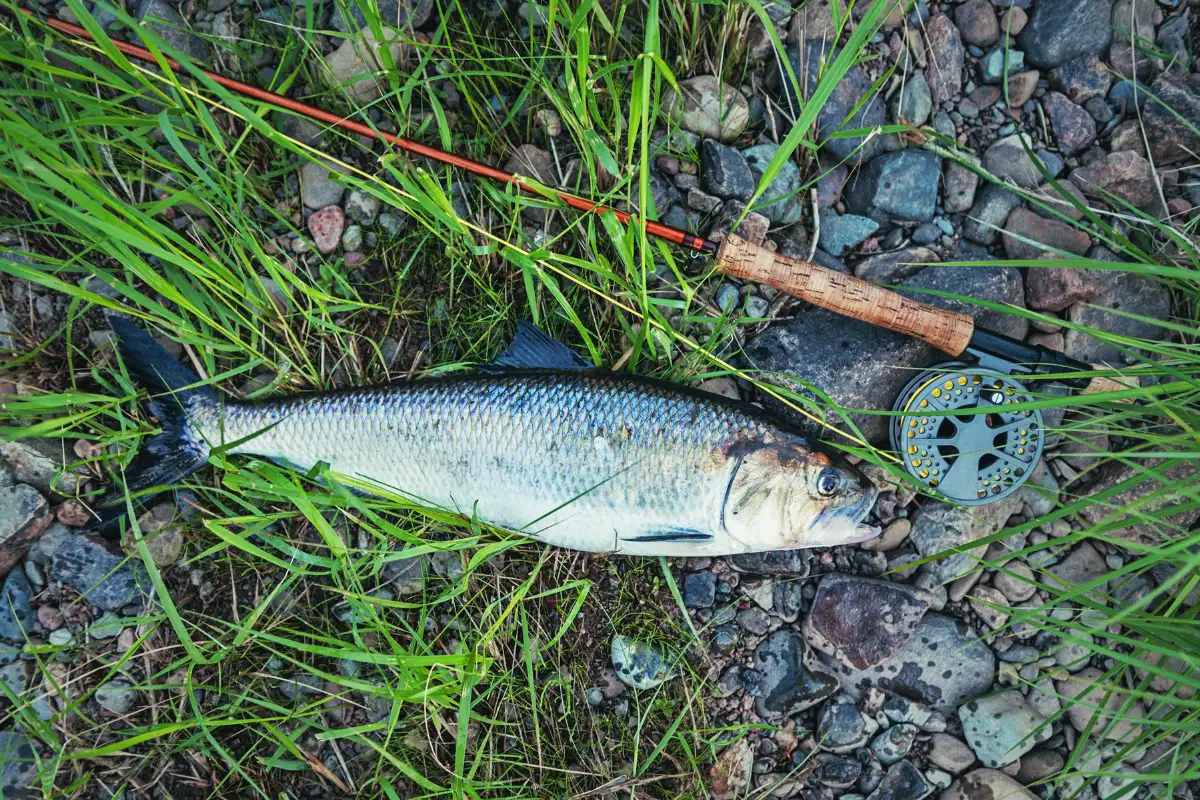 Elf shad caught on a fly rod lying on grass at Mtentu River, Wild Coast fishing