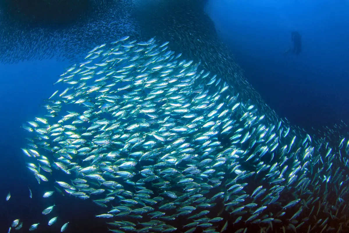Enormous sardine bait ball underwater during the Wild Coast sardine run, diver silhouette visible above in deep blue water