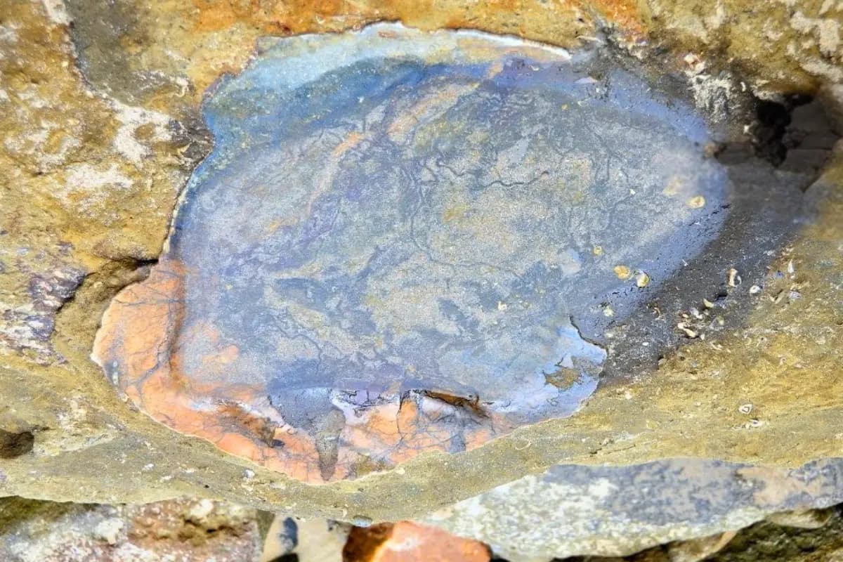 Fossilised tortoise shell embedded in layered sandstone rock at the Mzamba Fossil Beds on South Africa's Wild Coast