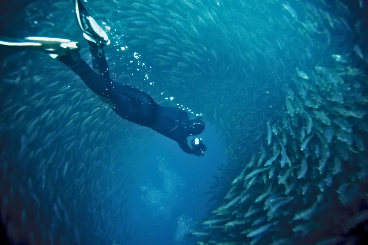Freediver plunging into a tightly packed sardine bait ball during the Wild Coast sardine run, Eastern Cape South Africa