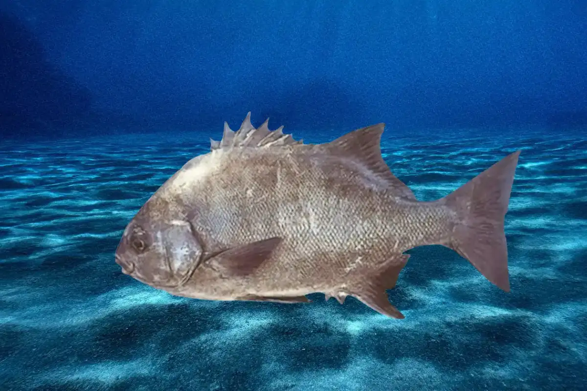 Giant trevally kingfish swimming over sandy seabed in clear blue Indian Ocean water off the Wild Coast South Africa