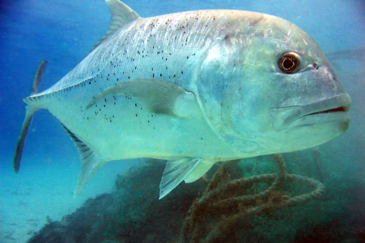 Fishing at Mtentu River, and Giant Trevally