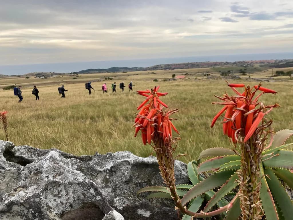Red aloe flowers in the foreground as a group of hikers crosses open grassland at Mkambathi Nature Reserve, Wild Coast