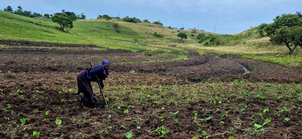 Local Pondoland farmer tilling a freshly planted field at the Mnyameni village homestay, Wild Coast South Africa