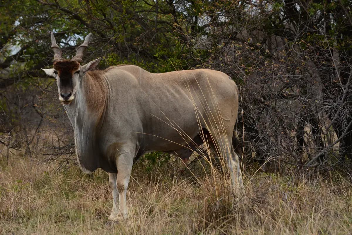 Large eland bull standing alert in dry grassland scrub at Mkambathi Nature Reserve Wild Coast South Africa