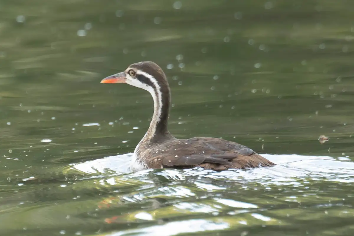 African Finfoot waterbird swimming on a calm river along the Wild Coast hiking trails near Mtentu