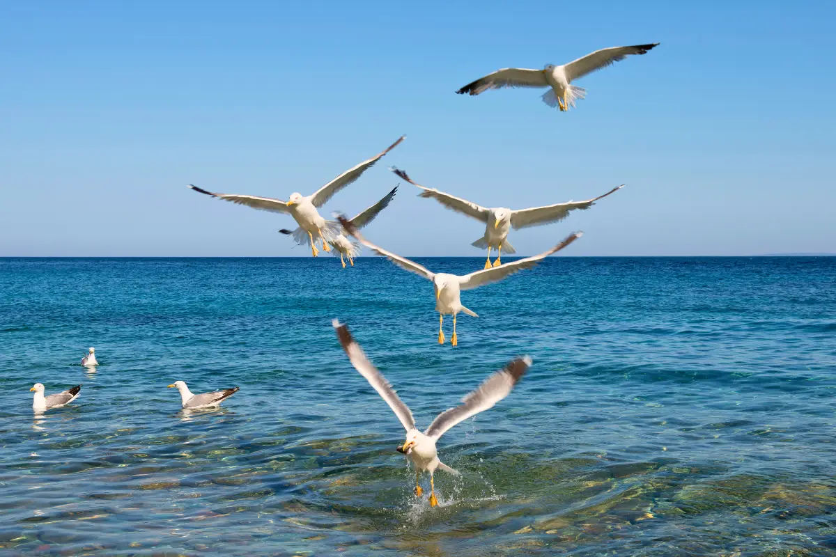 Seagulls swooping and diving into turquoise sea to feed during the sardine run on South Africa's Wild Coast