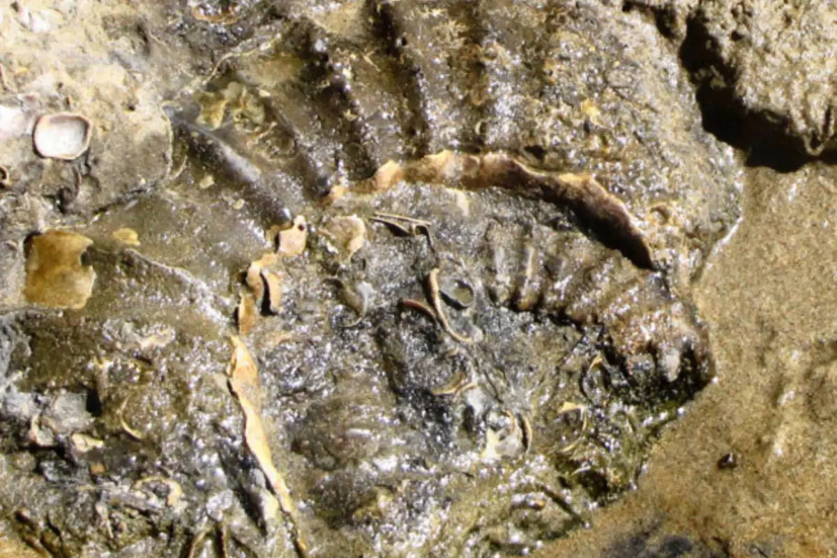The Mzamba Fossils and Petrified Forest: The Wild Coast's Ancient Secret