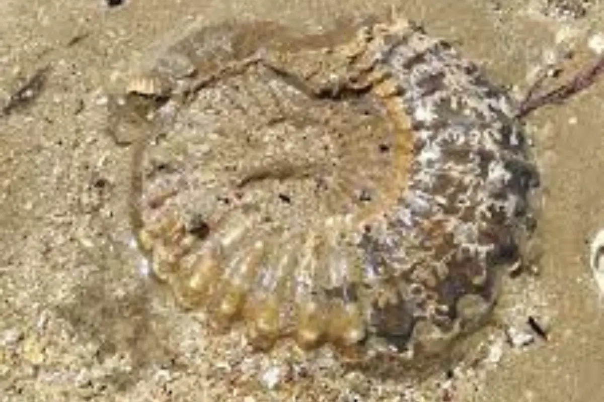 Spiral ammonite fossil lying in sandy beach sediment at the Mzamba Fossil Beds on the Wild Coast of South Africa
