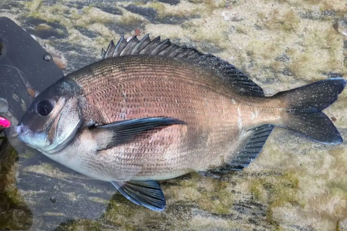 Stumpnose fish lying on coastal rocks after being caught fishing on the Wild Coast, South Africa