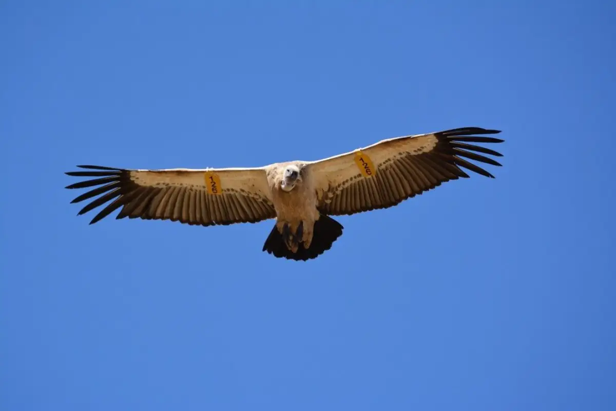 Tagged Cape vulture soaring with wings fully spread against clear blue sky above Wild Coast Eastern Cape