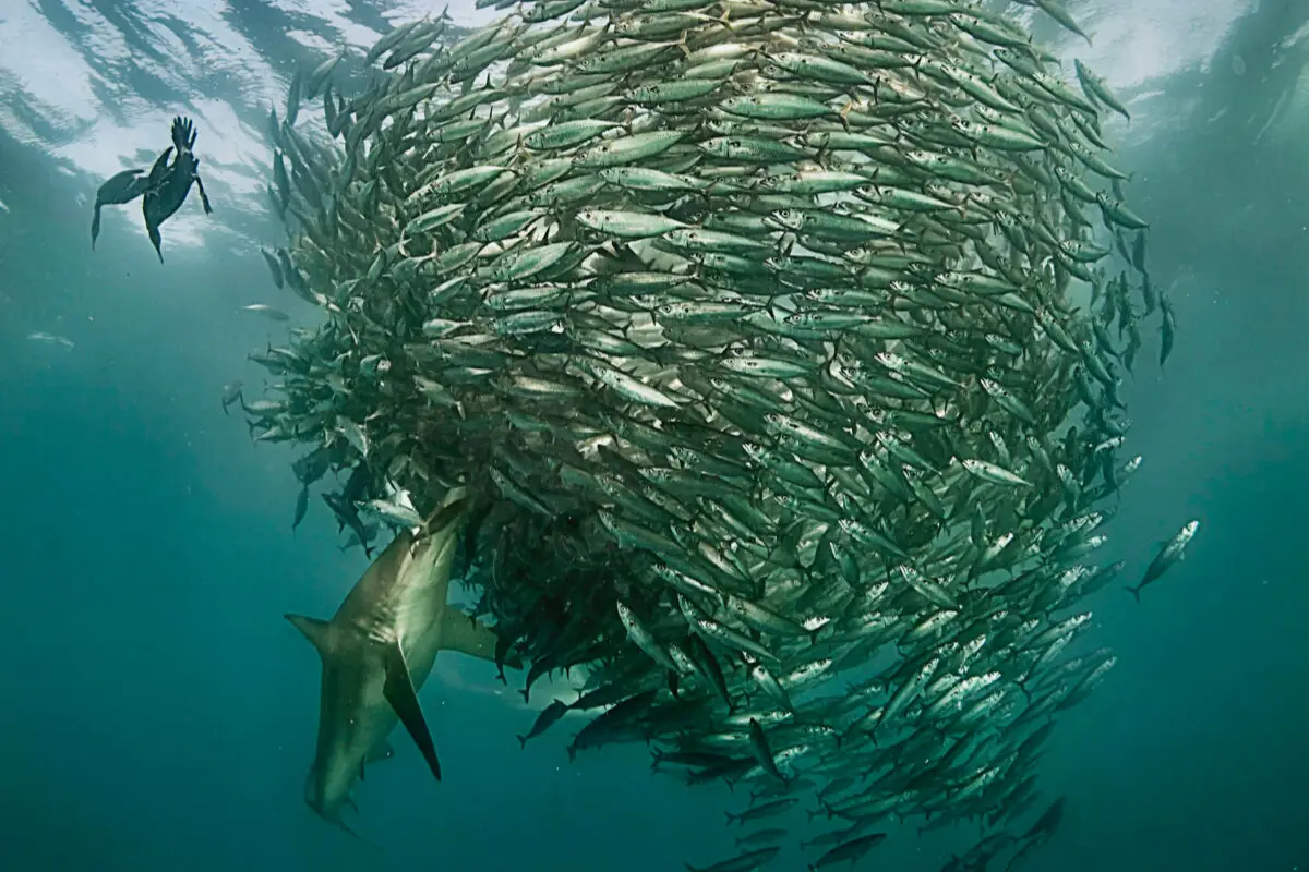 Underwater shot of a shark slicing through a sardine bait ball with a diver above, Wild Coast South Africa sardine run