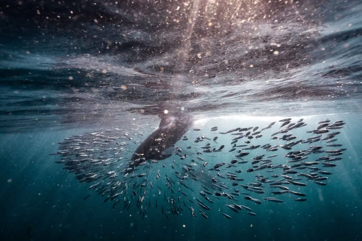 Underwater view of a gannet plunging through a dense silver sardine shoal during the Wild Coast sardine run